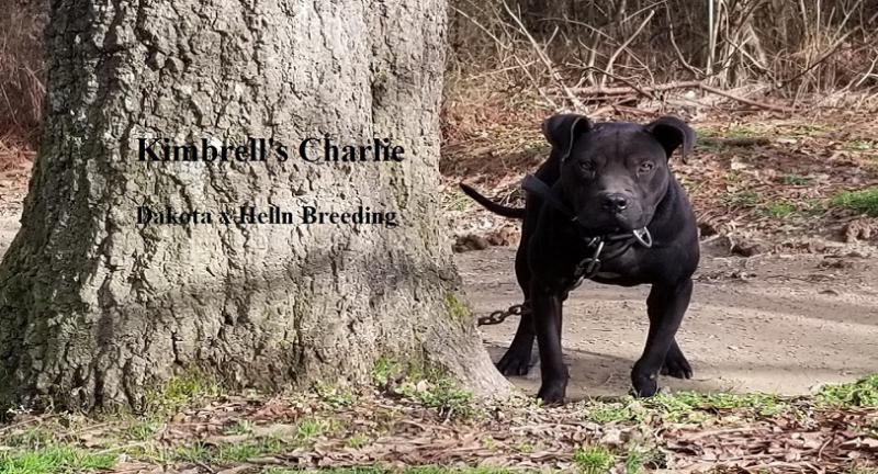 Kimbrell's Charlie